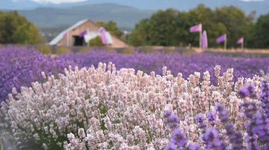 Lavender Honey French 75